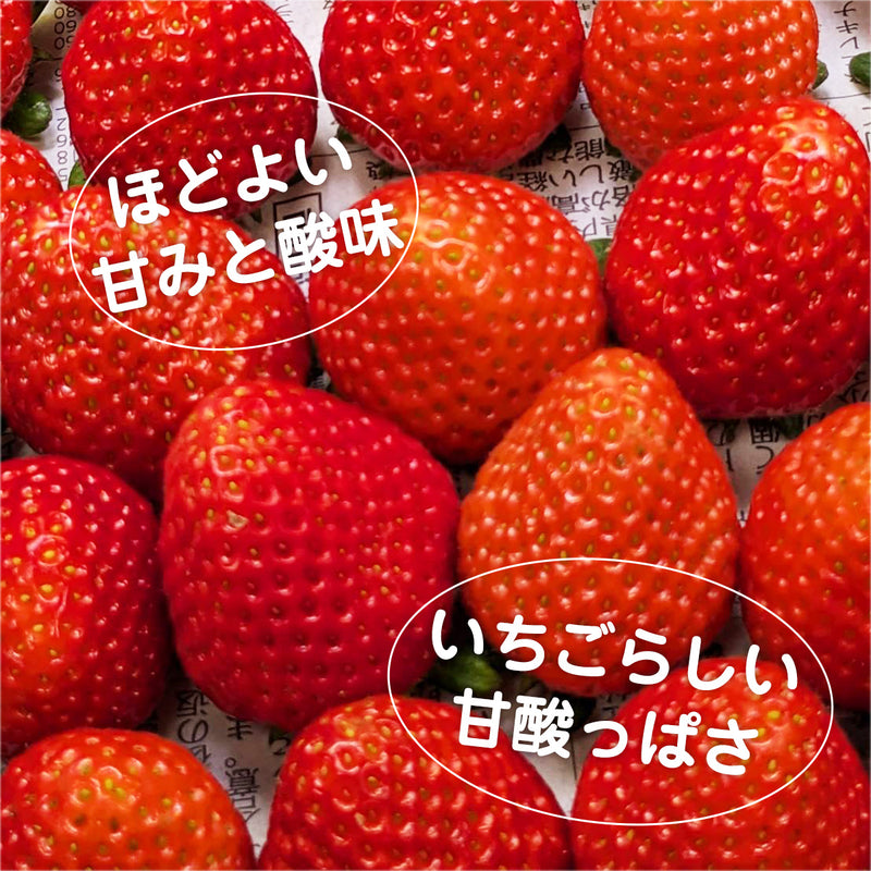 いちご 夏いちご 【いちごハウスM】 なつおとめ M~L 24～30個×2P 栃木県那須町