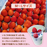いちご 夏いちご 【いちごハウスM】 なつおとめ M~L 24～30個×2P 栃木県那須町