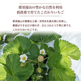 いちご 夏いちご 【いちごハウスM】 なつおとめ M~L 24～30個×2P 栃木県那須町