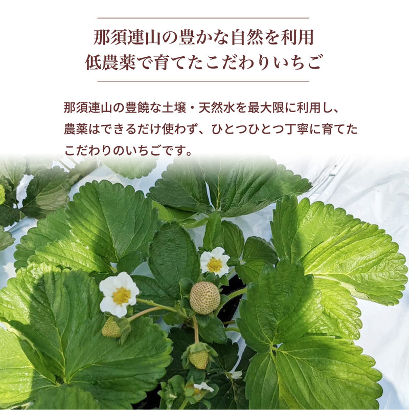 いちご 夏いちご 【いちごハウスM】 なつおとめ M~L 24～30個×2P 栃木県那須町