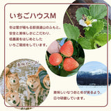 いちご 夏いちご 【いちごハウスM】 なつおとめ M~L 24～30個×2P 栃木県那須町