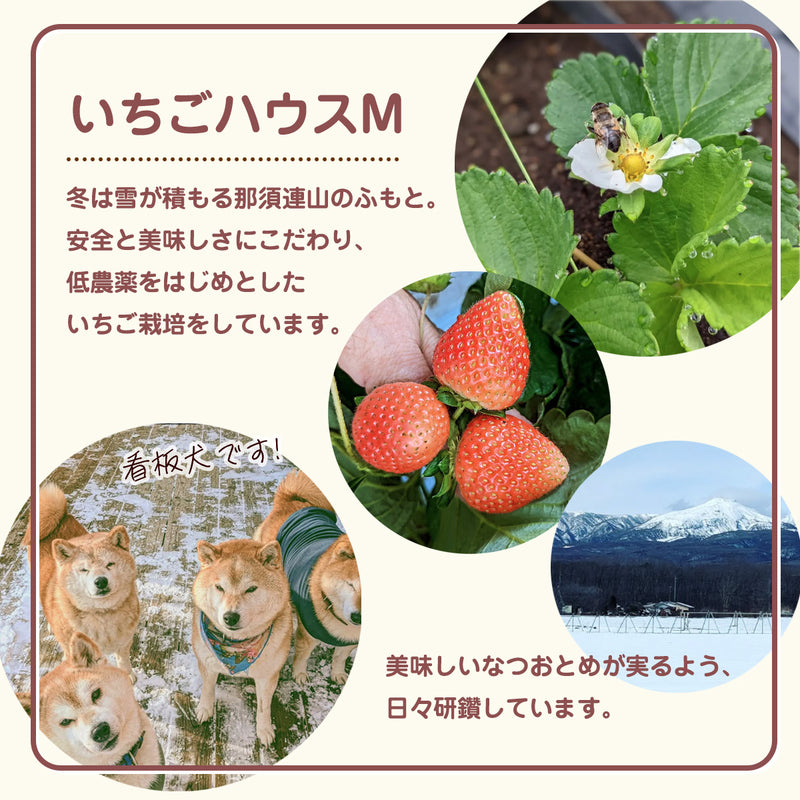 いちご 夏いちご 【いちごハウスM】 なつおとめ M~L 24～30個×2P 栃木県那須町