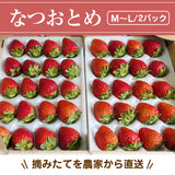 いちご 夏いちご 【いちごハウスM】 なつおとめ M~L 24～30個×2P 栃木県那須町