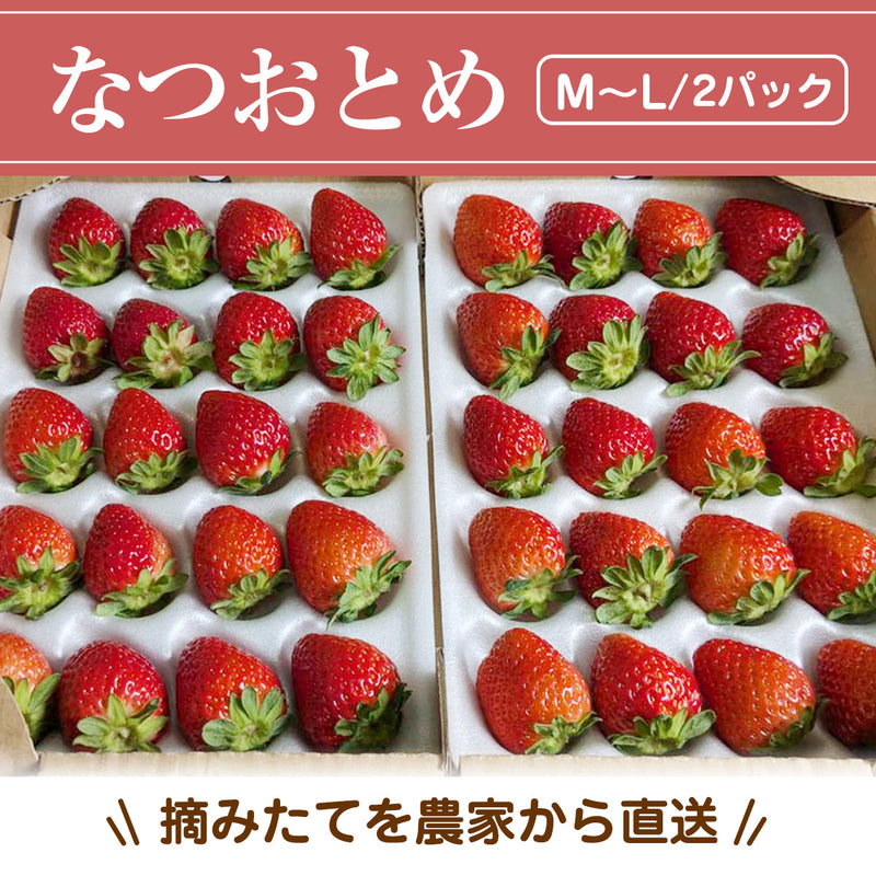 いちご 夏いちご 【いちごハウスM】 なつおとめ M~L 24～30個×2P 栃木県那須町
