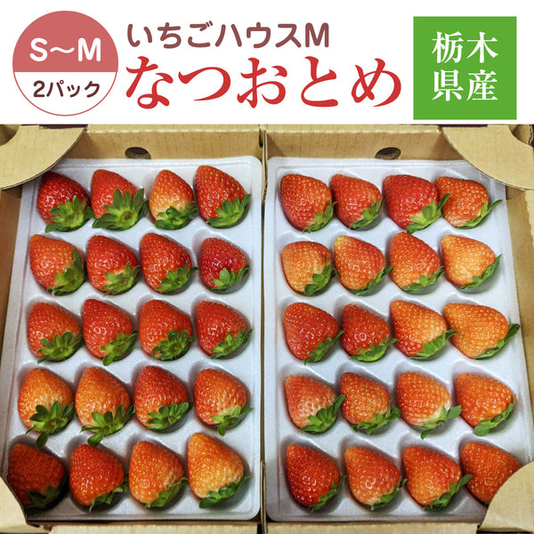 いちご 夏いちご 【いちごハウスM】 なつおとめ S~M 30～35個×2P 栃木県那須町