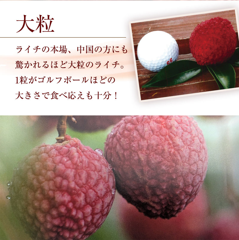 ライチ 【ミキファーム】 国産 生ライチ 450g 特選 大粒 12個 贈答用 御中元 宮崎県高鍋町 《7/上旬～7/下旬の出荷》