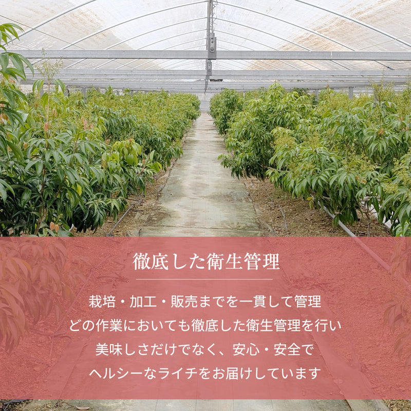 ライチ 【ミキファーム】 国産 生ライチ 500g サイズ色々 贈答用 御中元 宮崎県高鍋町 《7/上旬～7/下旬の出荷》