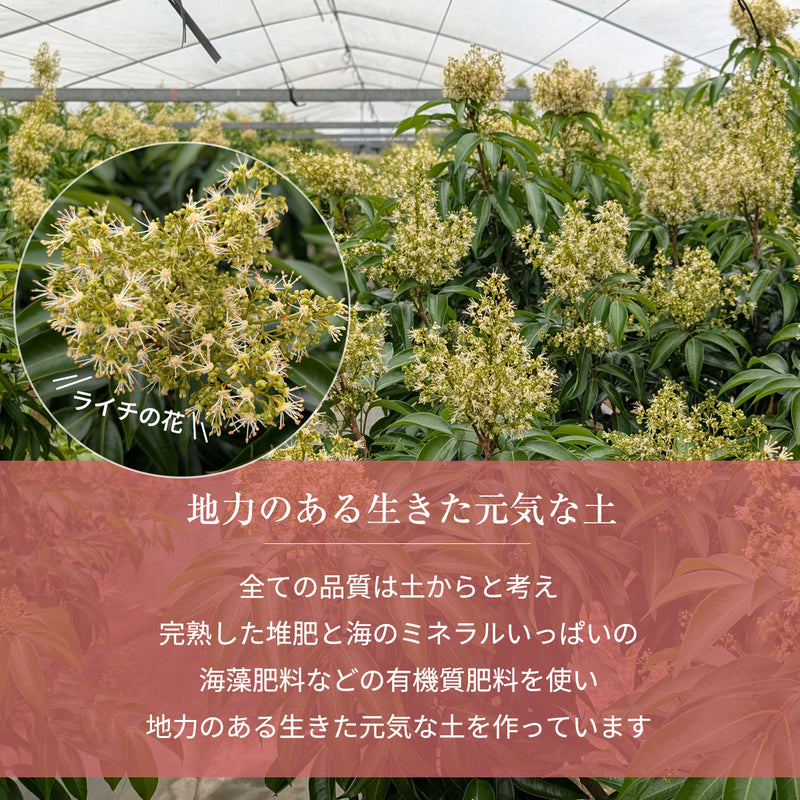 ライチ 【ミキファーム】 国産 生ライチ 500g サイズ色々 贈答用 御中元 宮崎県高鍋町 《7/上旬～7/下旬の出荷》