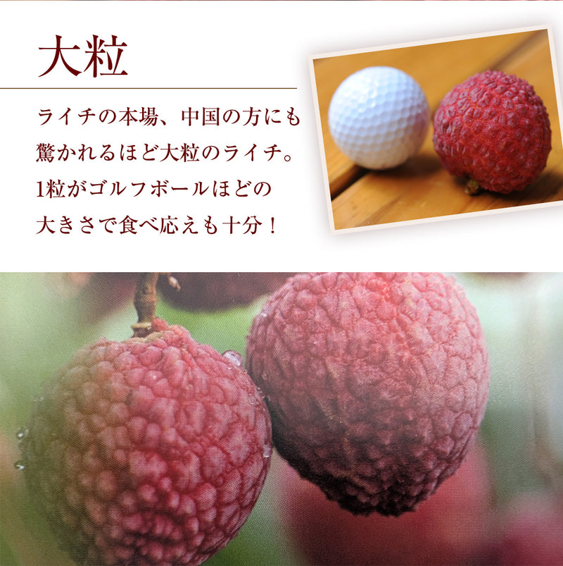 ライチ 【ミキファーム】 国産 生ライチ 500g サイズ色々 贈答用 御中元 宮崎県高鍋町 《7/上旬～7/下旬の出荷》