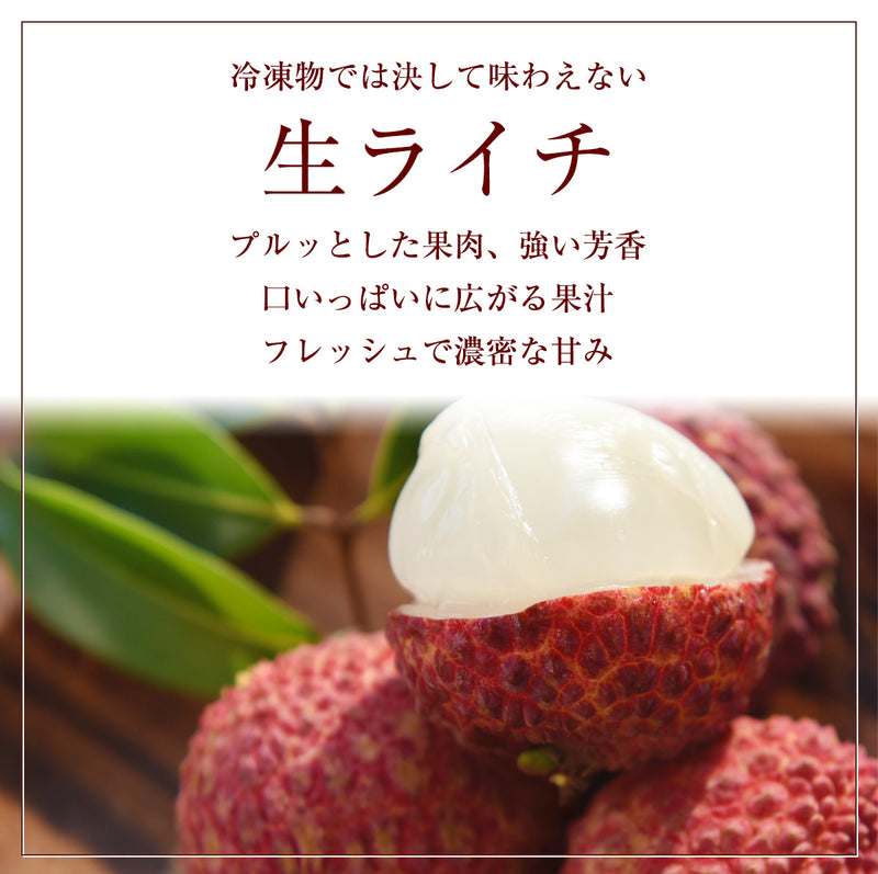 ライチ 【ミキファーム】 国産 生ライチ 500g サイズ色々 贈答用 御中元 宮崎県高鍋町 《7/上旬～7/下旬の出荷》