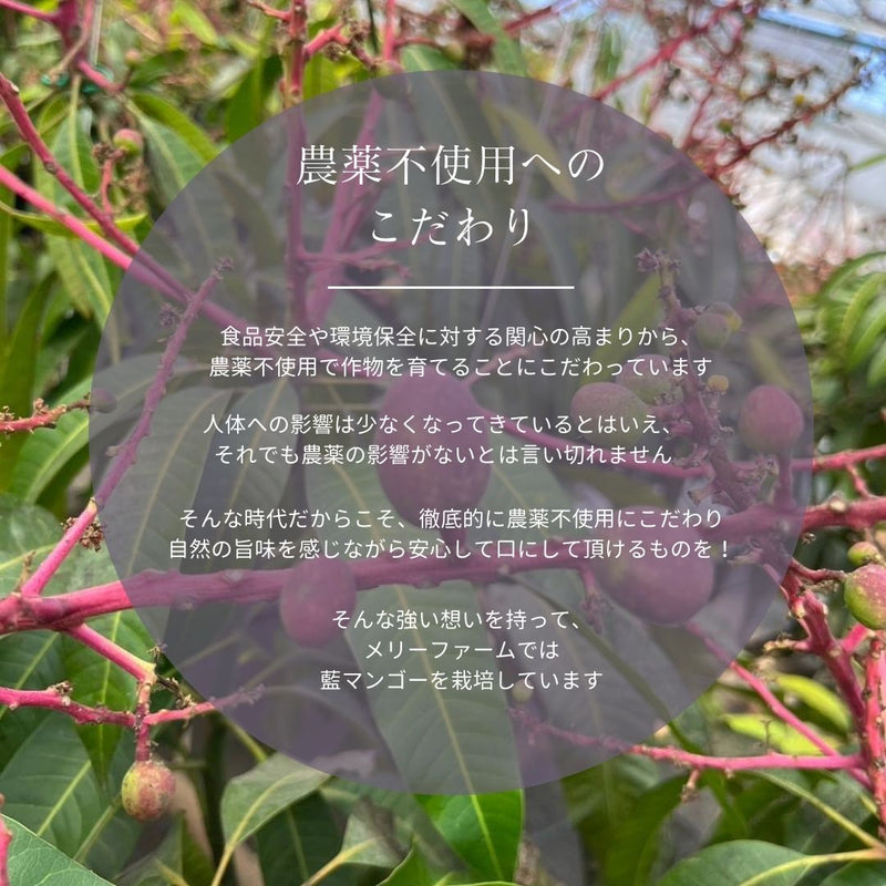 冷凍マンゴー 【メリーファーム】 マンゴーピューレ 冷凍 1kg(500g×2)  農薬不使用 化学肥料不使用 栃木県栃木市