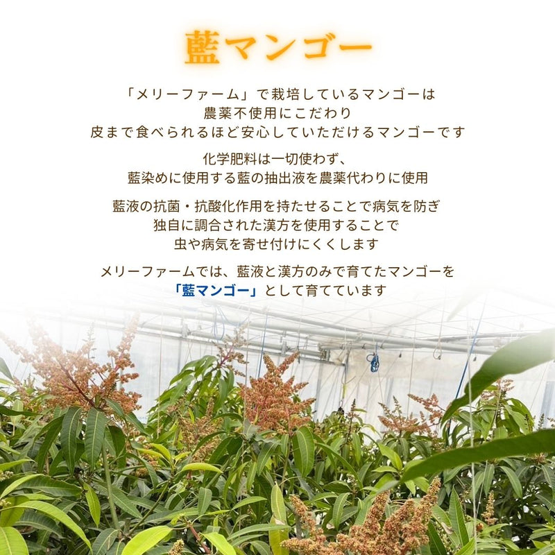 冷凍マンゴー 【メリーファーム】 マンゴーピューレ 冷凍 2kg(500g×4) 農薬不使用 化学肥料不使用 栃木県栃木市