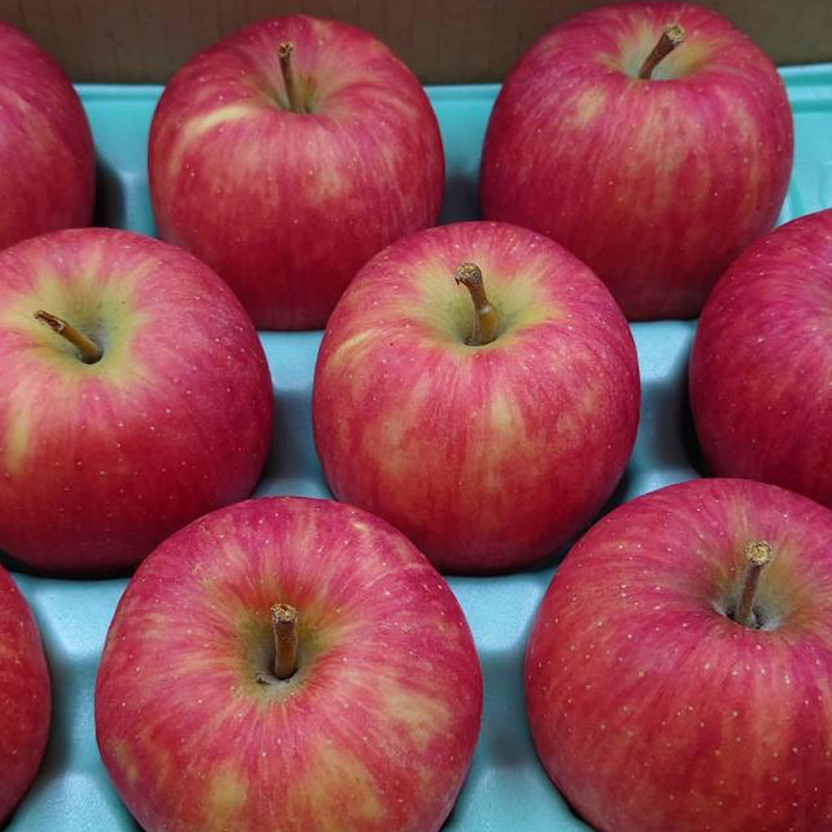 りんご❣️ りんご 【まるもと農園】 家庭用 2.5kg 6～9個 長野県松川町 林檎 秋映