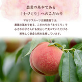 桃 【マルサフルーツ】 もも 大玉 約1.5kg 4～5個 お中元 御中元 山梨県笛吹市 《6/下旬～7/上旬より出荷》
