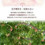 桃 【マルサフルーツ】 もも 大玉 約1.5kg 4～5個 お中元 御中元 山梨県笛吹市 《6/下旬～7/上旬より出荷》
