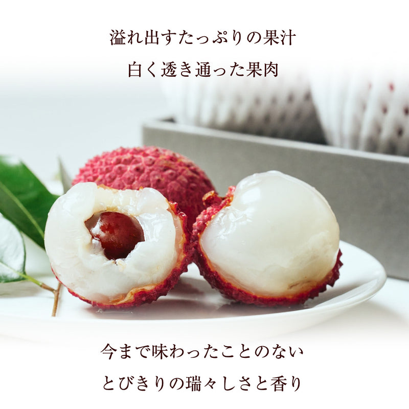ライチ 【森緑園】 国産 生ライチ モリノライチ 400g 10玉 糖度15度 贈答用 宮崎県 《6/下旬～7/中旬の出荷》
