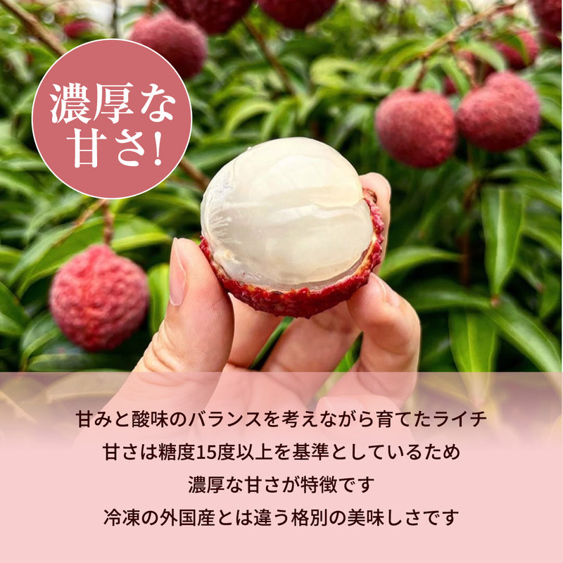 ライチ 【森緑園】 国産 生ライチ モリノライチ 400g 10玉 糖度15度 贈答用 宮崎県 《6/下旬～7/中旬の出荷》