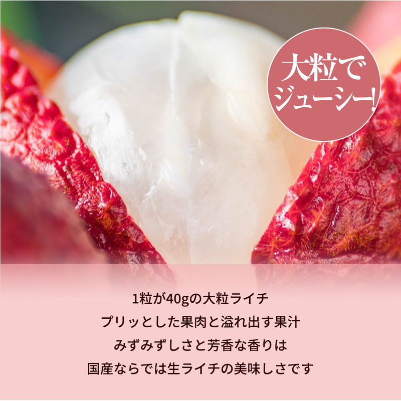 ライチ 【森緑園】 国産 生ライチ モリノライチ 400g 10玉 糖度15度 贈答用 宮崎県 《6/下旬～7/中旬の出荷》