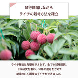 ライチ 【森緑園】 国産 生ライチ モリノライチ 400g 10玉 糖度15度 贈答用 宮崎県 《6/下旬～7/中旬の出荷》