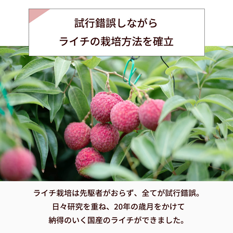 ライチ 【森緑園】 国産 生ライチ モリノライチ 400g 10玉 糖度15度 贈答用 宮崎県 《6/下旬～7/中旬の出荷》