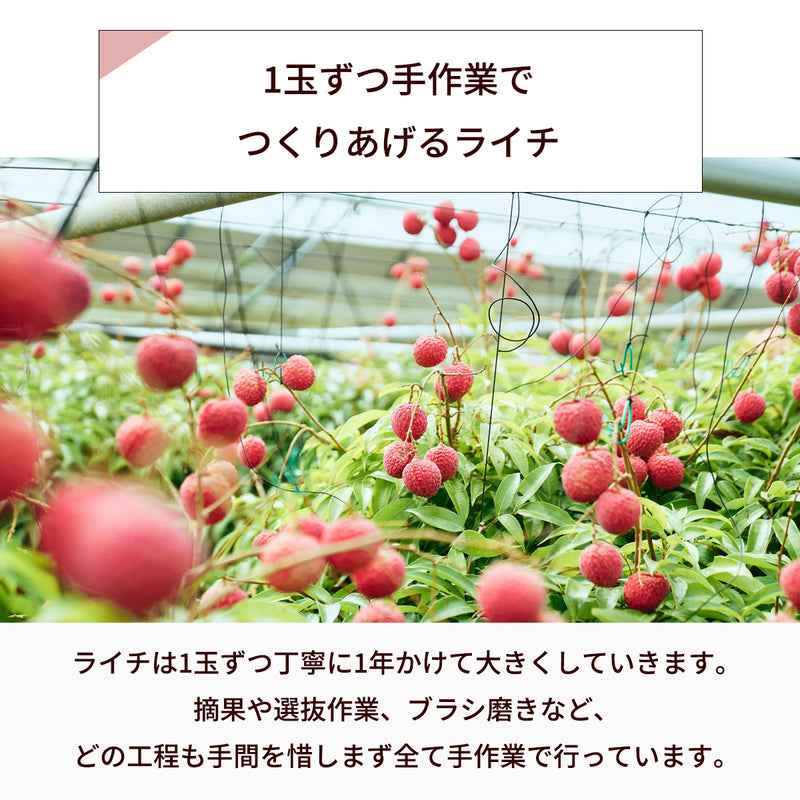 ライチ 【森緑園】 国産 生ライチ モリノライチ 400g 10玉 糖度15度 贈答用 宮崎県 《6/下旬～7/中旬の出荷》