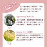 ライチ 【森緑園】 国産 生ライチ モリノライチ 400g 10玉 糖度15度 贈答用 宮崎県 《6/下旬～7/中旬の出荷》