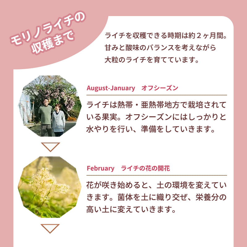 ライチ 【森緑園】 国産 生ライチ モリノライチ 400g 10玉 糖度15度 贈答用 宮崎県 《6/下旬～7/中旬の出荷》