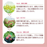 ライチ 【森緑園】 国産 生ライチ モリノライチ 400g 10玉 糖度15度 贈答用 宮崎県 《6/下旬～7/中旬の出荷》