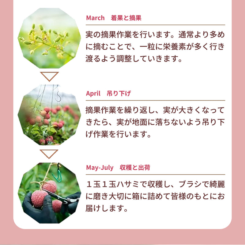 ライチ 【森緑園】 国産 生ライチ モリノライチ 400g 10玉 糖度15度 贈答用 宮崎県 《6/下旬～7/中旬の出荷》