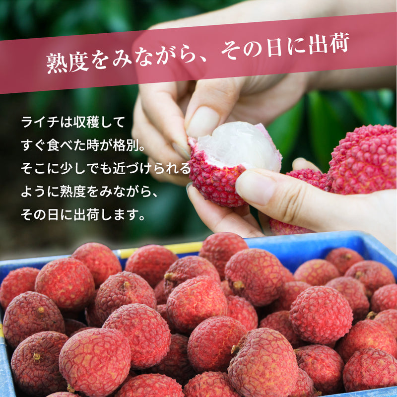 ライチ 【森緑園】 国産 生ライチ モリノライチ 400g 10玉 糖度15度 贈答用 宮崎県 《6/下旬～7/中旬の出荷》