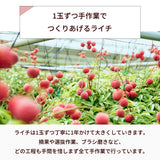 ライチ 【森緑園】 国産 生ライチ モリノライチ 400g 大サイズ 8玉 糖度15度 贈答用 宮崎県 《6/下旬～7/中旬の出荷》