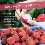 ライチ 【森緑園】 国産 生ライチ モリノライチ 400g 大サイズ 8玉 糖度15度 贈答用 宮崎県 《6/下旬～7/中旬の出荷》