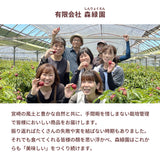 ライチ 【森緑園】 国産 生ライチ モリノライチ 400g 大サイズ 8玉 糖度15度 贈答用 宮崎県 《6/下旬～7/中旬の出荷》
