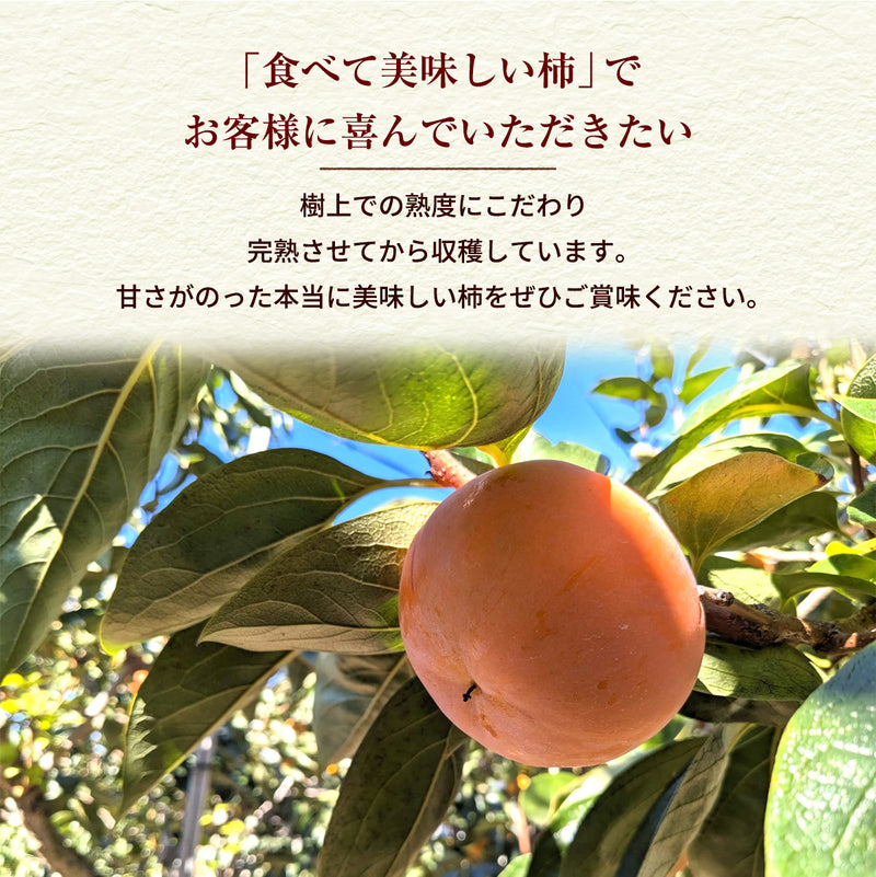 柿 甘柿 【成田柿園】 やさとの柿 富有柿・次郎柿等  3.5kg 2L 14個 茨城県石岡市《11/上旬～11/中旬より出荷》