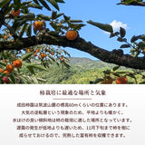 柿 甘柿 【成田柿園】 やさとの柿 富有柿・次郎柿等  3.5kg L 16個 茨城県石岡市 《11/上旬～11/中旬より出荷》
