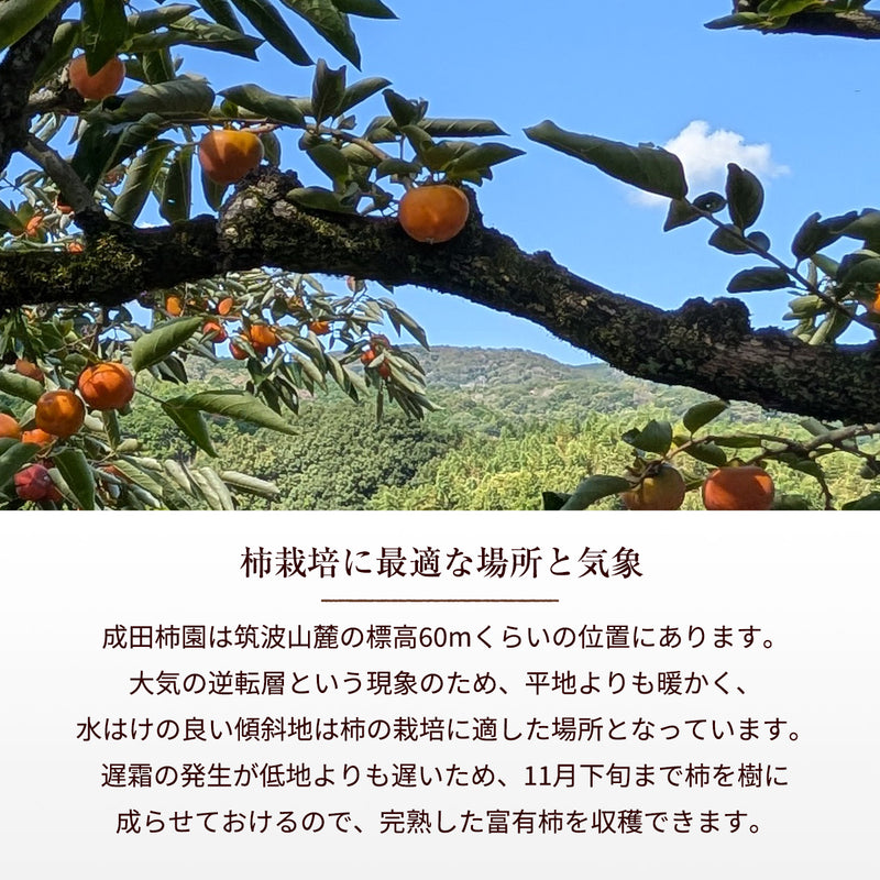 柿 甘柿 【成田柿園】 やさとの柿 富有柿・次郎柿等  3.5kg 3L 12個 茨城県石岡市《11/上旬～11/中旬より出荷》