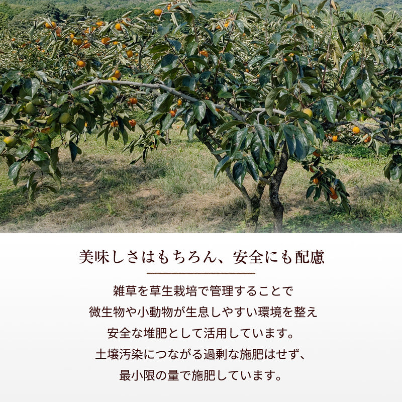 柿 甘柿 【成田柿園】 やさとの柿 富有柿・次郎柿等  3.5kg 2L 14個 茨城県石岡市《11/上旬～11/中旬より出荷》