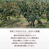 柿 甘柿 【成田柿園】 やさとの柿 富有柿・次郎柿等  3.5kg 3L 12個 茨城県石岡市《11/上旬～11/中旬より出荷》