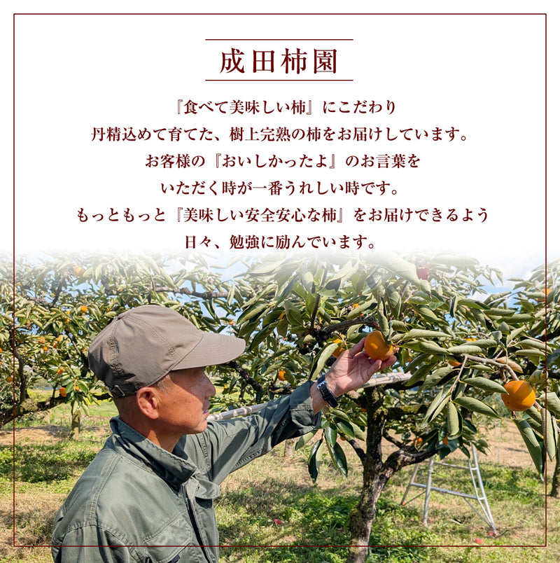 柿 甘柿 【成田柿園】 やさとの柿 富有柿・次郎柿等  3.5kg 2L 14個 茨城県石岡市《11/上旬～11/中旬より出荷》