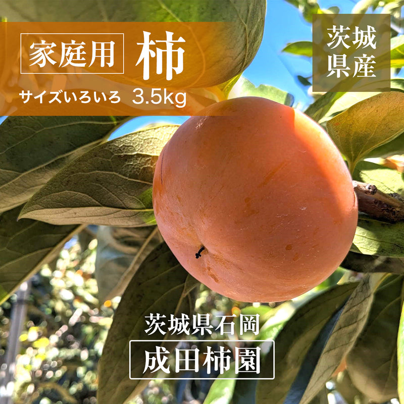 柿 甘柿 【成田柿園】 やさとの柿 富有柿・次郎柿等 家庭用 約3.5kg 12～16個 茨城県石岡市《11/上旬～11/中旬より出荷》