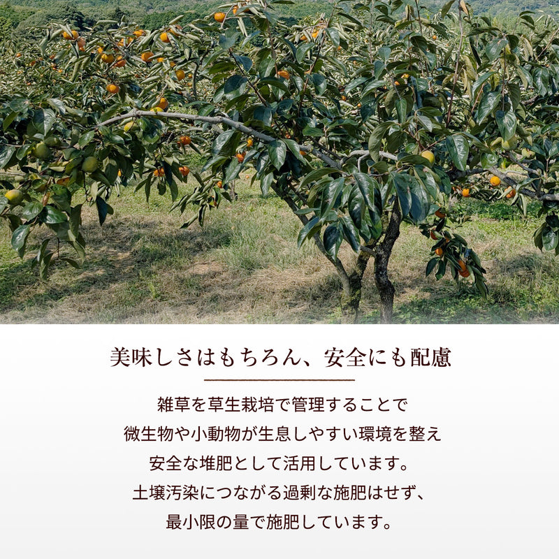 柿 甘柿 【成田柿園】 やさとの柿 富有柿・次郎柿等 家庭用 約3.5kg 12～16個 茨城県石岡市《11/上旬～11/中旬より出荷》