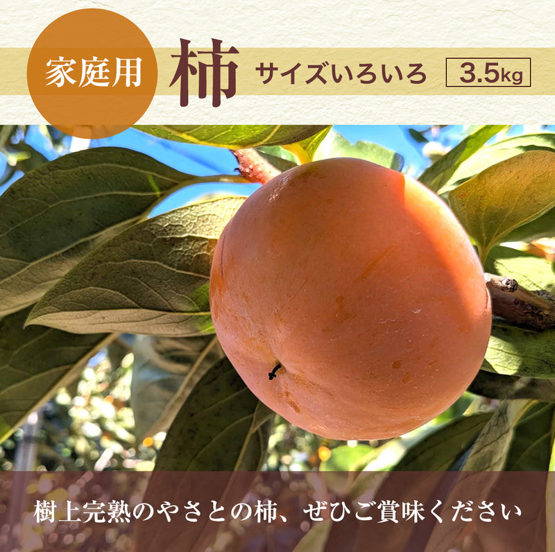 柿 甘柿 【成田柿園】 やさとの柿 富有柿・次郎柿等 家庭用 約3.5kg 12～16個 茨城県石岡市《11/上旬～11/中旬より出荷》