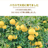 柑橘 【NSファーム】 日向夏 直径7～10㎝ 贈答用 12～15玉 2.5kg 宮崎県宮崎市 《3/上旬～3/中旬より出荷》