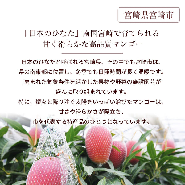 マンゴー 【NSファーム】 完熟マンゴー 糖度15度 ブランドマンゴー 熟赤の雫 特大 5L 1個 500g以上 桐箱 宮崎県宮崎市 《6/下～7/上より出荷》