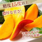 マンゴー 【NSファーム】 完熟マンゴー 糖度15度 ブランドマンゴー 熟赤の雫 M 2個 580g 贈答用 宮崎県宮崎市《6/下～7/上より出荷》