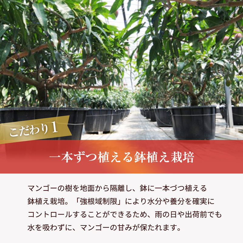 マンゴー 【NSファーム】 完熟マンゴー 糖度15度 ブランドマンゴー 熟赤の雫 L 2個 680g 贈答用 宮崎県宮崎市《6/下～7/上より出荷》