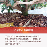 マンゴー 【NSファーム】 完熟マンゴー 糖度15度 ブランドマンゴー 熟赤の雫 M 2個 580g 贈答用 宮崎県宮崎市《6/下～7/上より出荷》