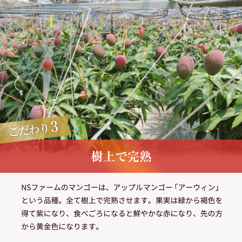 マンゴー 【NSファーム】 完熟マンゴー 糖度15度 ブランドマンゴー 熟赤の雫 M 2個 580g 贈答用 宮崎県宮崎市《6/下～7/上より出荷》