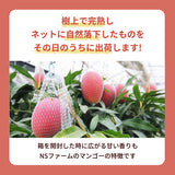 マンゴー 【NSファーム】 完熟マンゴー 糖度15度 ブランドマンゴー 熟赤の雫 3L 2個 880g 贈答用 宮崎県宮崎市《6/下～7/上より出荷》