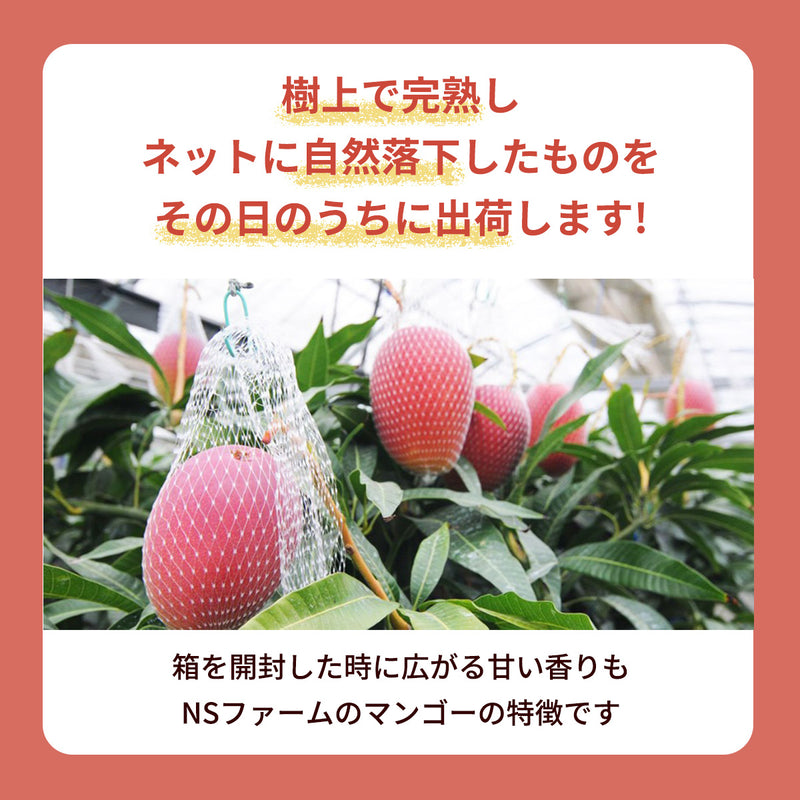 マンゴー 【NSファーム】 完熟マンゴー 糖度15度 ブランドマンゴー 熟赤の雫 3L 2個 880g 贈答用 宮崎県宮崎市《6/下～7/上より出荷》